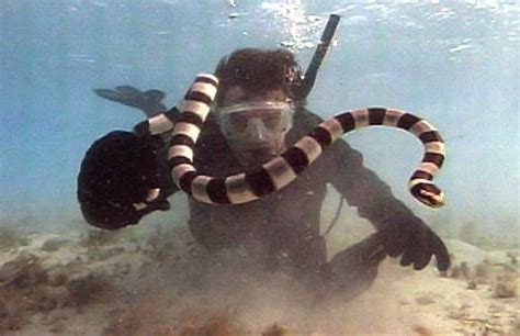 Swimming With Sea Snakes National Geographic Channel