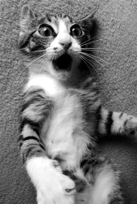 Cat - Cats Photo (36923006) - Fanpop