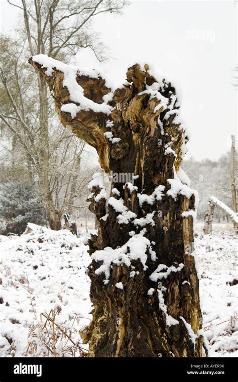 A Tree Stump Covered In Snow Essex Uk Stock Photo Alamy