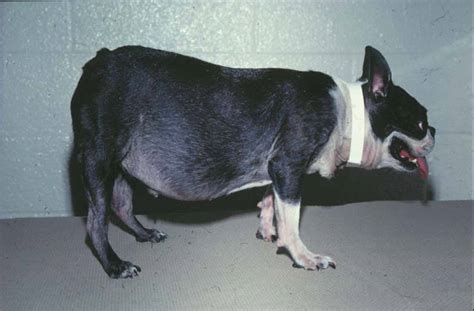Animal Endocrine Clinic Cushings Syndrome A Common Hormonal Disorder