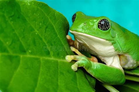 Mexican Dumpy Tree Frog Stock Image Image Of Yellow 35919587