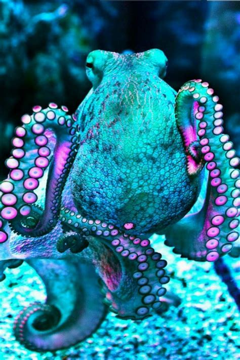 اروع خلفيات الأخطبوط صور الاخطبوط عالية الجودة 2023 Octopus