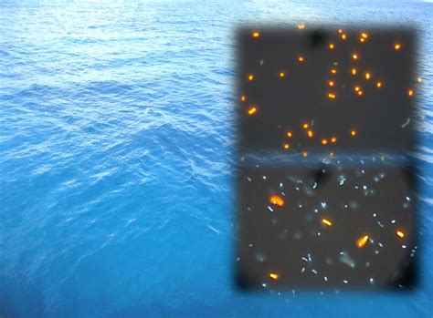 Bacteria Collaborate To Propel The Ocean ‘engine