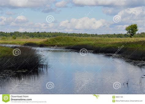 Forest Swamp Day Rural Scenic Outdoors Scenic Outdoors Stream Clouds