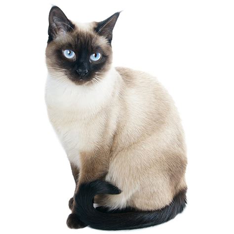 Siamese Cat Breed Profile Personality Facts