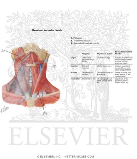 Maybe you would like to learn more about one of these? Muscles of Neck: Anterior View