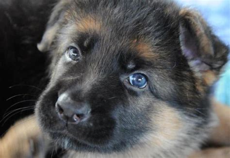 However, this isn't always the case: Puppy eye color? - German Shepherd Dog Forums