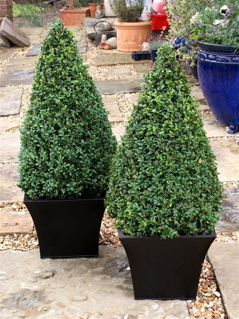 Buxus Cones Look Equally Stunning In A Pot Or In The Ground