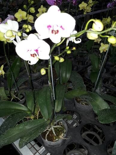 Anggrek Bulan Putih Totol Ungu Jual Anggrek Nugraha Orchid