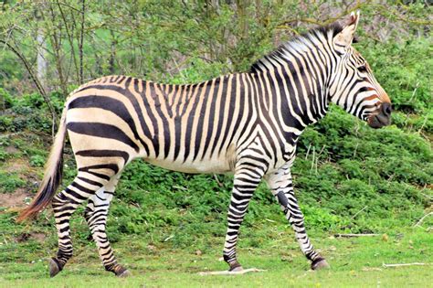 Zebra Free Stock Photos Pictures In Stitches