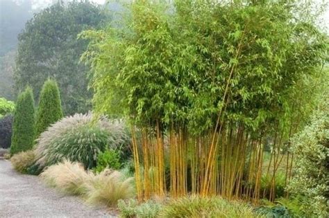 Bambous Perennial Plants Perennials Outdoor Rooms Outdoor Gardens