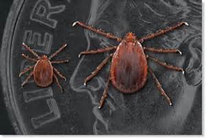 Nasty Us Invaded By Savage Tick That Sucks Animals Dry Can Spread