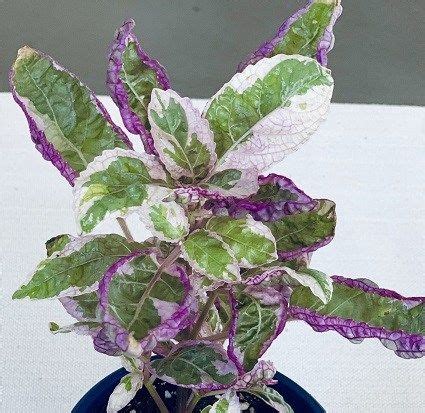In the winter it is beneath grow lights and/or on a sunny windowsill. Easy Mode: Snow White Waffle Care - Easy Mode care guide ...