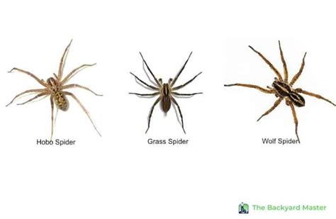 Got Spiders In Your Grass What Every Homeowner Needs To Know The