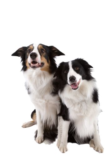 Two Dogs Two Coloured Mouth Open Two Coloured Dogs Fluffy Png