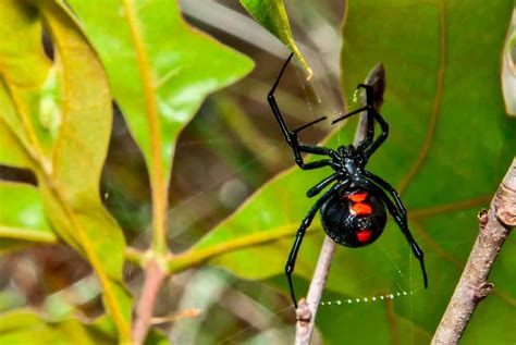 Similar to the black widow, brown recluse spiders also have a distinct marking. Spider Control - Spider Removal Dallas - ABRACADABRA