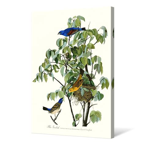 John James Audubon Blue Grosbeakthe Birds Of Americacanvas Etsy