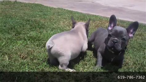 Once health certificate is completed, we will coordinate delivery. AKC Rare Blue French Bulldog Puppy For Sale San Diego, CA! Champion Bloodlines! Cute & Tiny ...