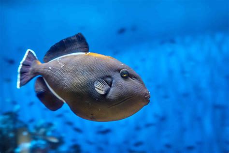 Triggerfish Facts And Aquarium Care Information