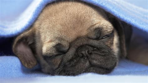 Pug Puppy Wallpaper 66 Images