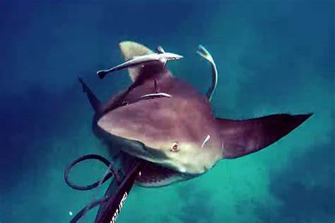 Local authorities are calling for vigilance in the sea as they warn of the threat of bull sharks. Monster bull shark attacks scuba diver in shocking video ...