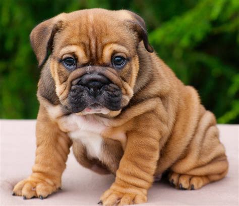 English Bulldog Puppies For Sale In Texas Facebook Matthewmcewen