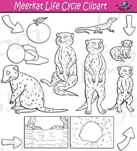 Meerkat Life Cycle Clipart Set Download Clipart 4 School