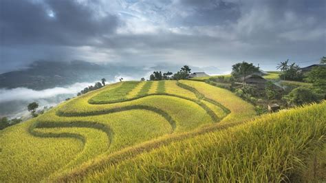 Rice Terrace Fields In Mu Cang Chai Vietnam🌾 Youtube