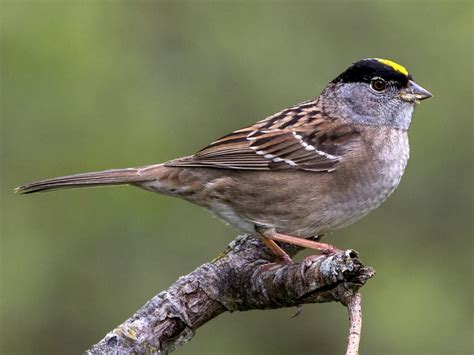 Golden Crowned Sparrow Zonotrichia Atricapilla Biodiversity Of The