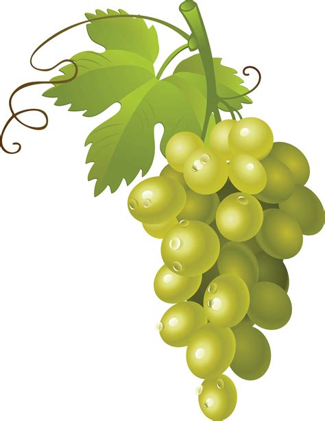Free White Grapes Cliparts, Download Free White Grapes ...