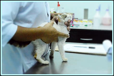Kucing sakit mata, selesema adalah simptom normal kucing jalanan. Al Kisah Si Motet, Vaksin Kucing, Ubat Cacing, Kucing Mata ...