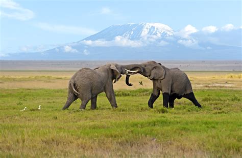 Amboseli National Park Kenya Wildlife Safari Destinations
