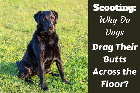 Scooting Why Do Dogs Drag Their Butts Across The Floor Dog Crate Dogs Anxious Dog