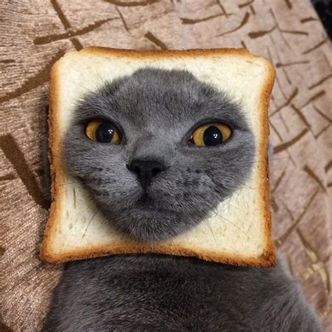 Inbread Cats Cats In Bread