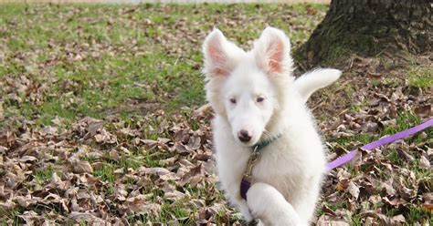White Dog Blog Leash Training Blind Deaf Dogs