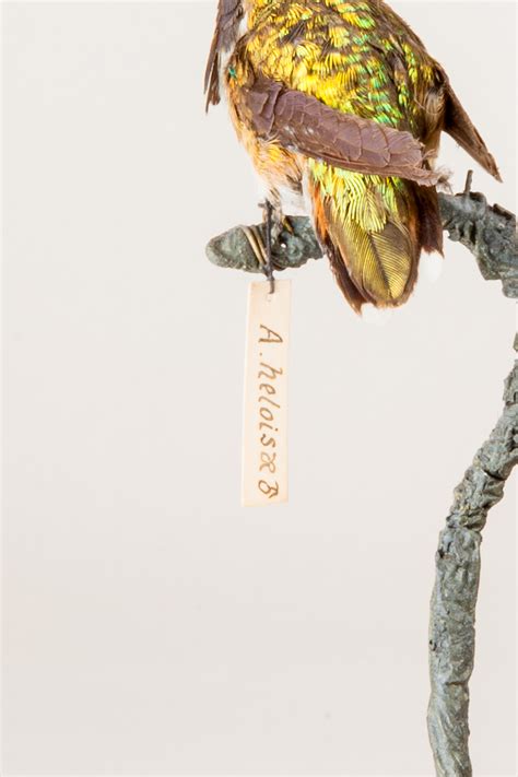 Taxidermy Bumblebee Hummingbird