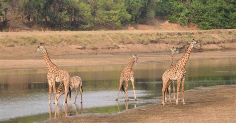 A Step-by-Step Guide: Navigating the Zambia On-Arrival Visa Process