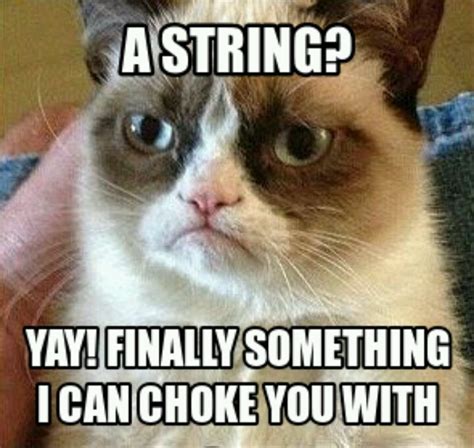 1000 Images About Cats On Pinterest Grumpy Cat Grumpy Cat Meme And