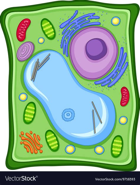 Plant Cell With Cell Membrane Royalty Free Vector Image