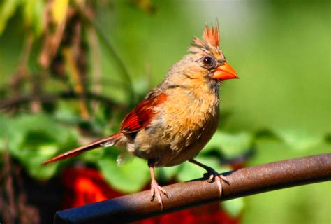 Cardinal Bird Wallpaper 52 Pictures