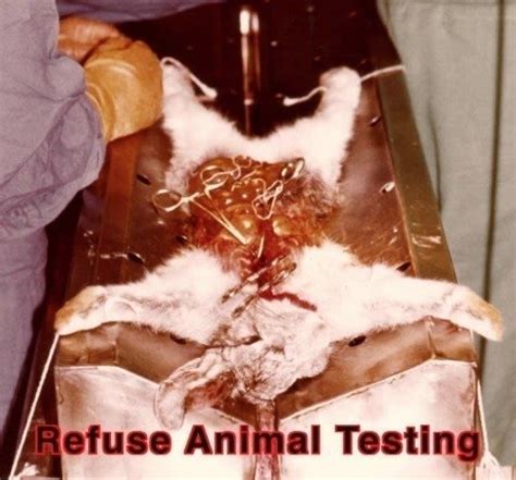 Petition · Stop Animal Testing in China · Change.org
