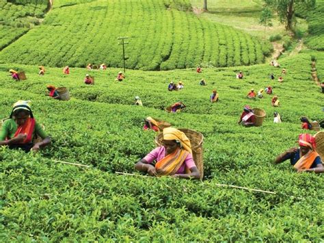 Image Gallery Ceylon Tea Sledb