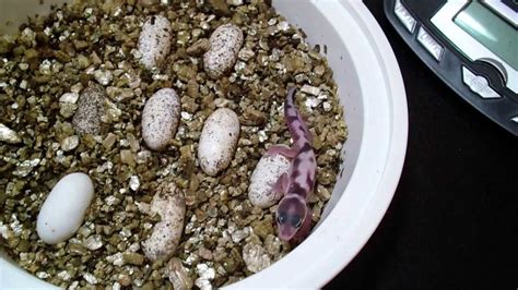 Leopard Gecko Eggs And Hatchlings Youtube