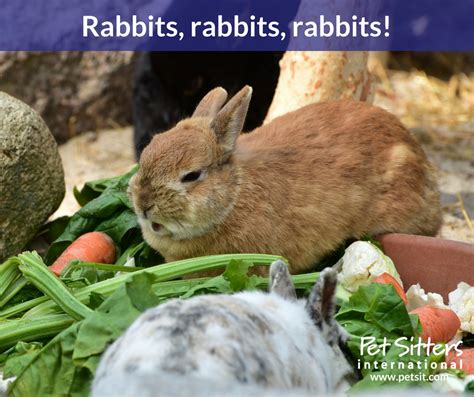 Caring For Your Pet Rabbit Organic Articles