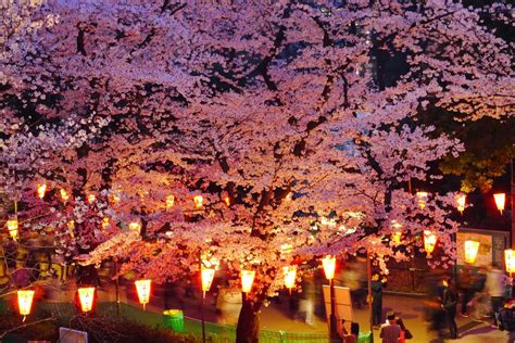 Osaka Joe Hanami The Japanese Tradition Of Cherry Blossom Appreciation