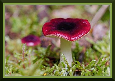 Photos Of Non Poisonous Mushrooms