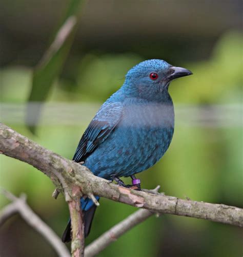 Pictures And Information On Asian Fairy Bluebird