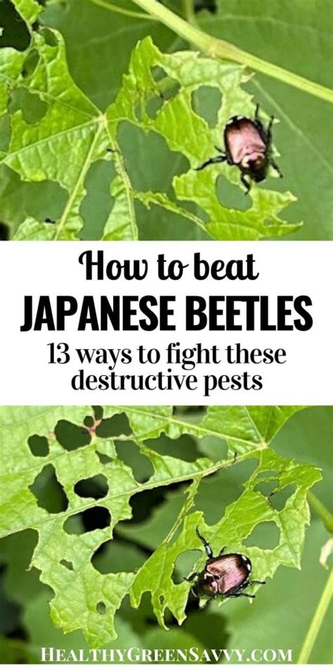 How To Get Rid Of Japanese Beetles Before They Destroy