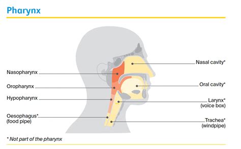 Head And Neck Cancers What Are Head And Neck Cancers Cancer Council