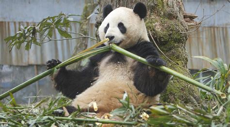 Tissue Paper Made With Panda Faeces Goes On Sale In China Daily Mail